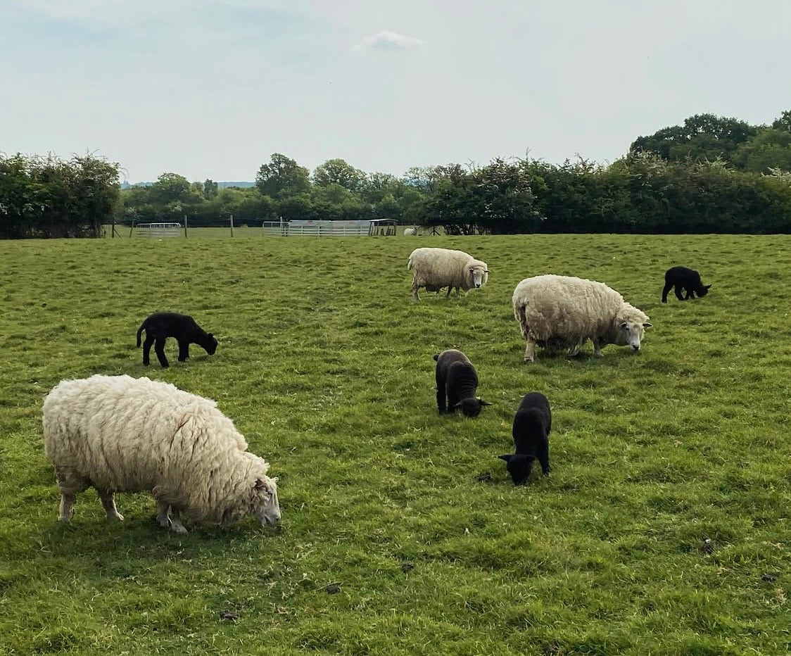 Wallis x Barcombe x Diamond Flock Wool